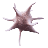 Piastrinopatie e piastrinopenie congenite